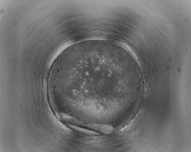 X0000088031243200705182017