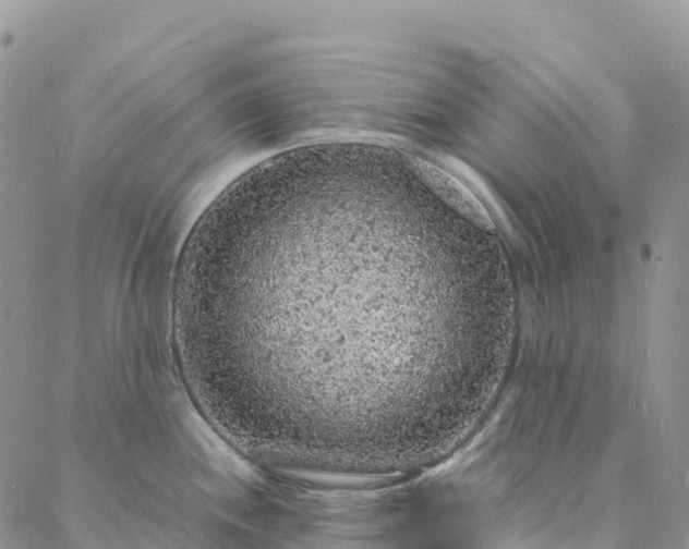 X0000088031244200705182017