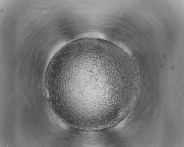 X0000088031248200705182017