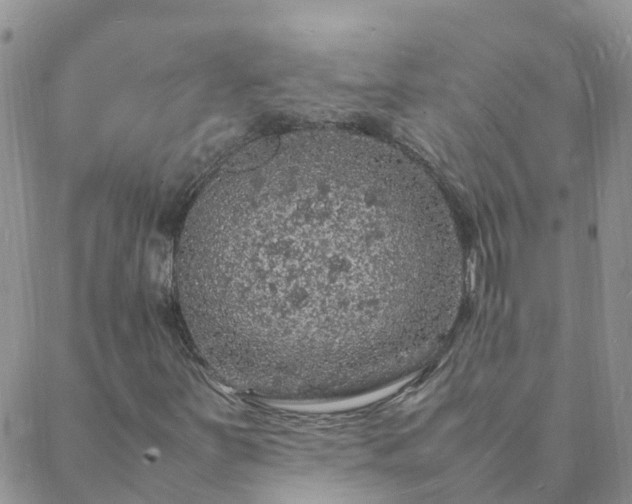 X0000088031251200705182017