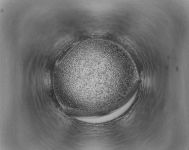 X0000088031252200705182017