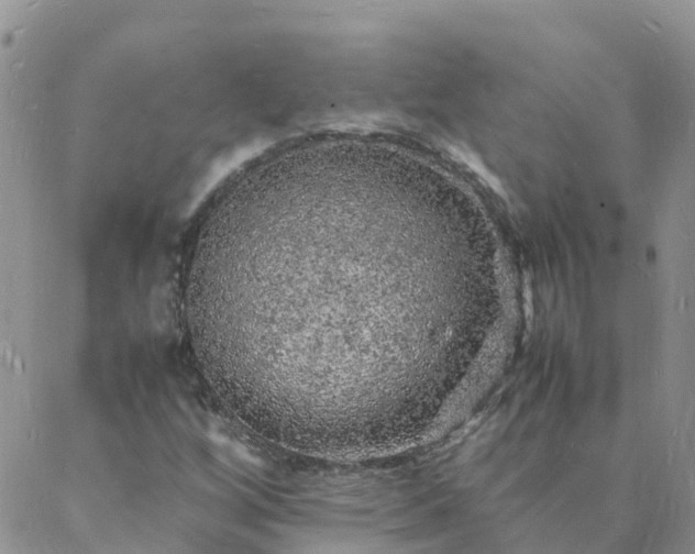 X0000088031256200705182017