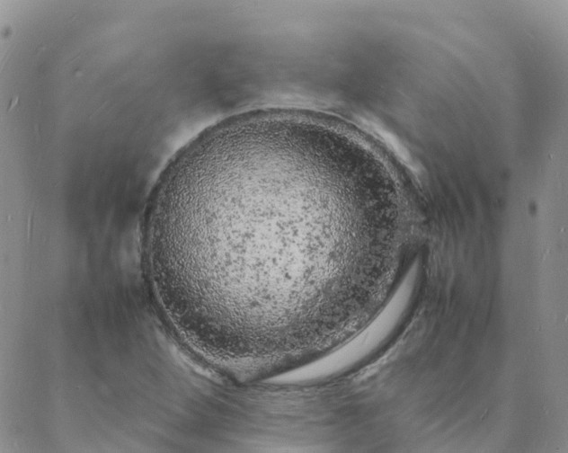 X0000088031264200705182016