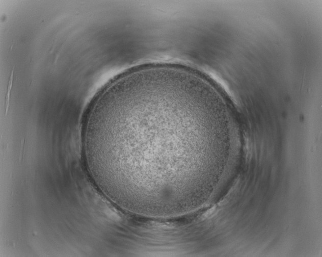 X0000088031270200705182016