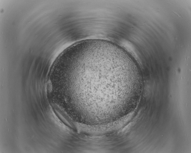 X0000088031284200705182016