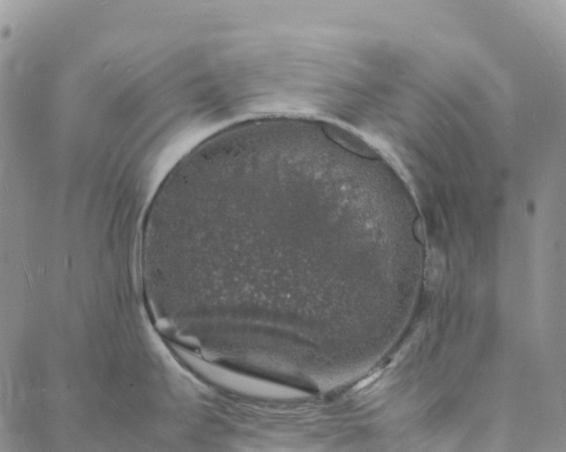 X0000088031295200705182016