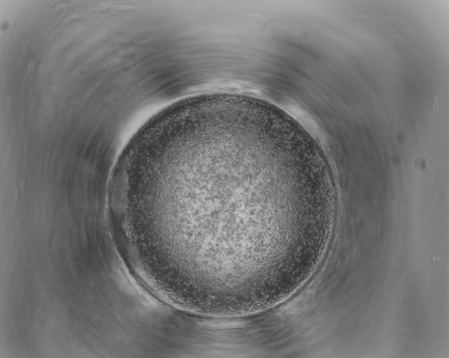 X0000088031296200705182016