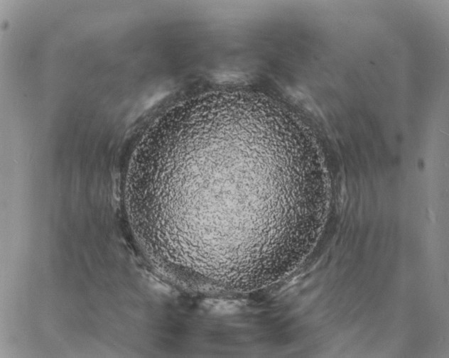 X0000088031301200705182015