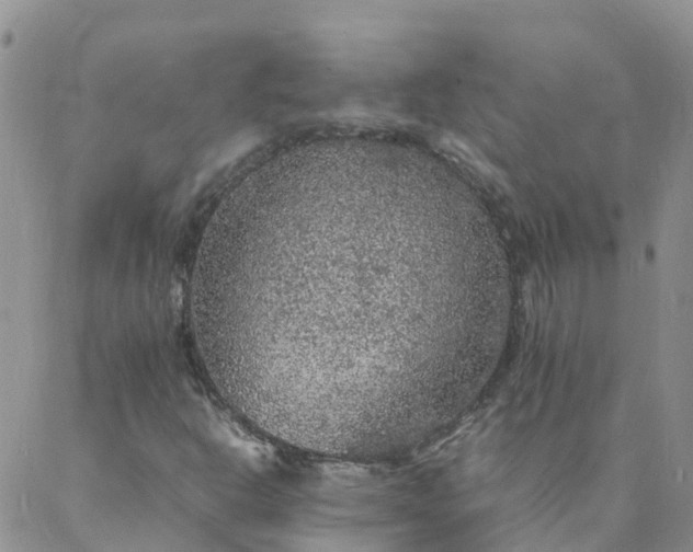 X0000088031302200705182015