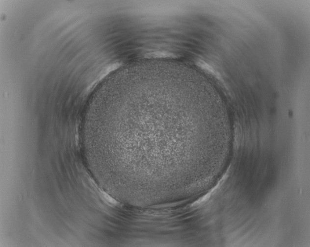 X0000088031305200705182015