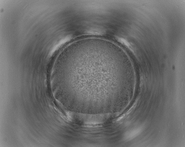 X0000088031307200705182015