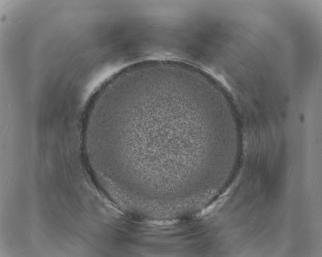 X0000088031311200705182015