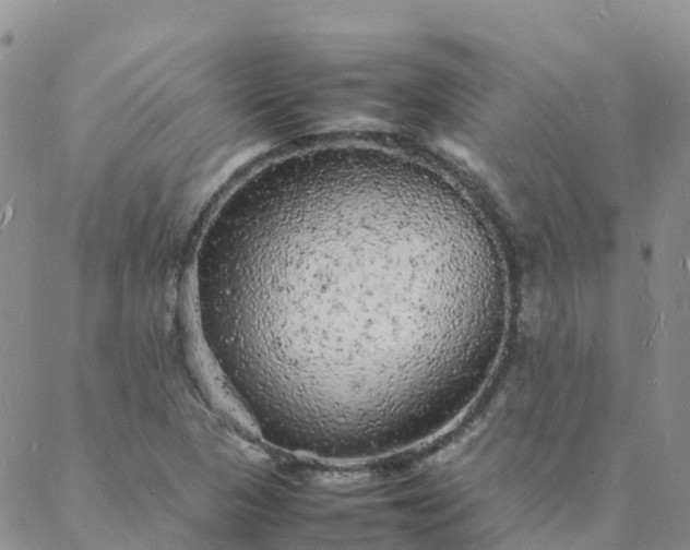 X0000088031313200705182015