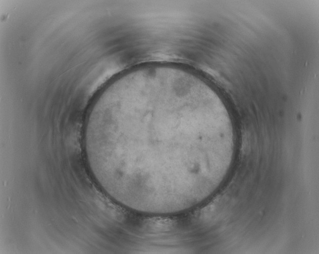 X0000088031314200705182015