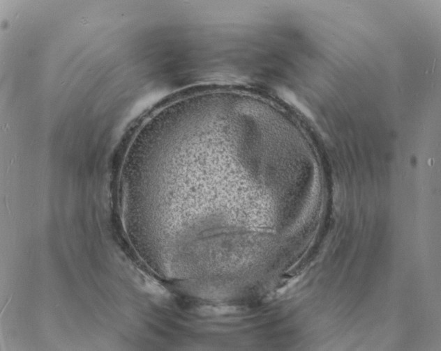 X0000088031315200705182015