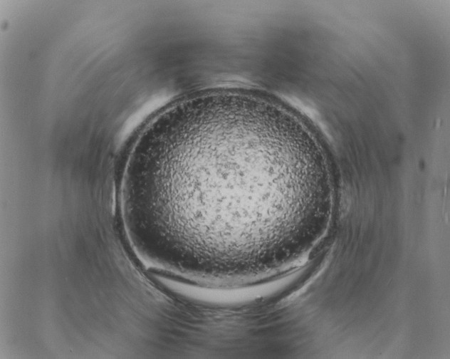 X0000088031317200705182015