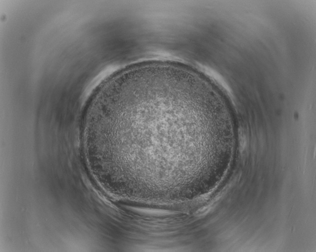 X0000088031318200705182015