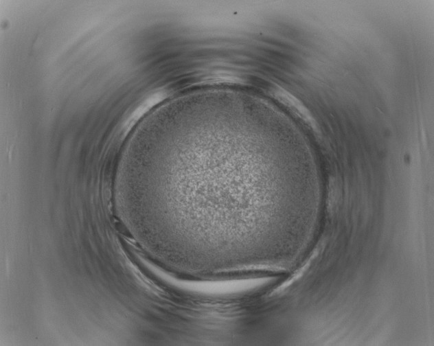 X0000088031321200705182015