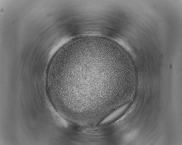 X0000088031325200705182016