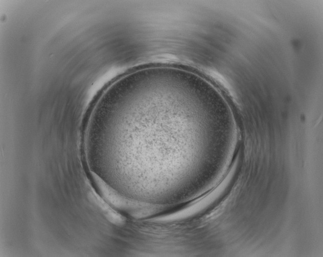 X0000088031326200705182016