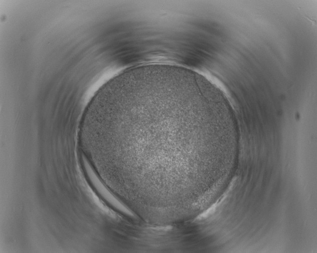 X0000088031333200705182016