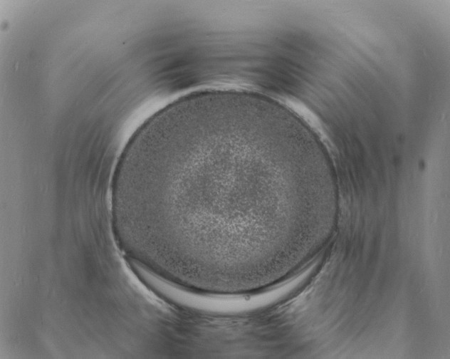 X0000088031335200705182016