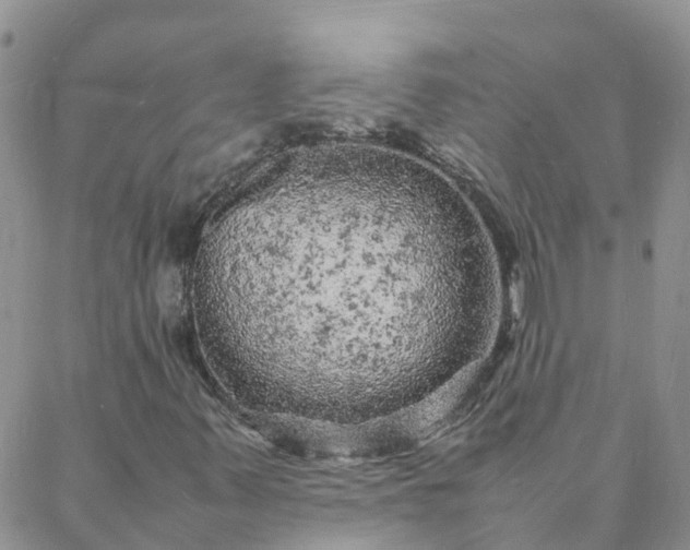 X0000088031347200705182015