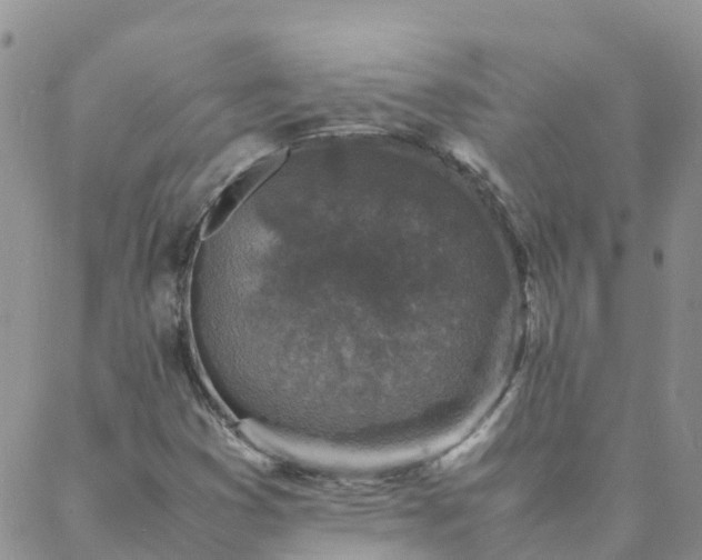 X0000088031353200705182015