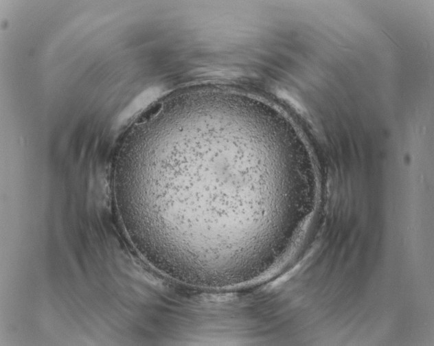 X0000088031354200705182015