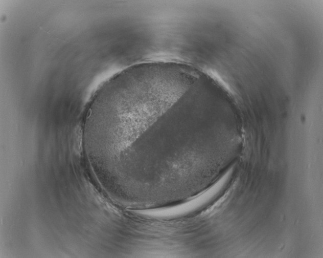 X0000088031358200705182015