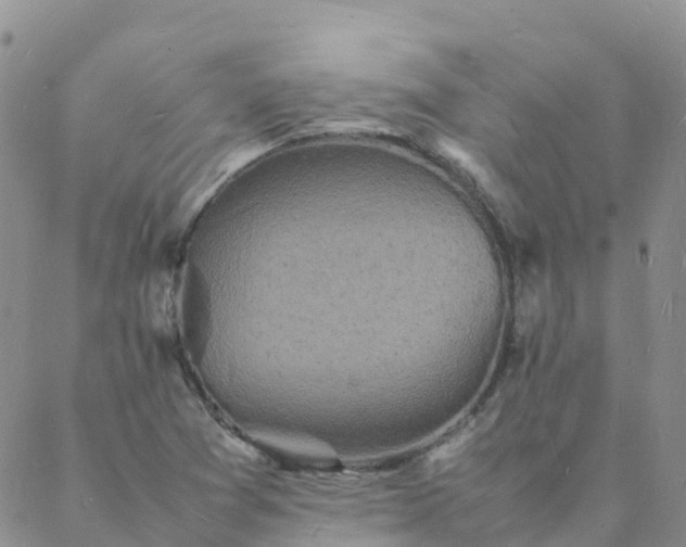 X0000088031361200705182015