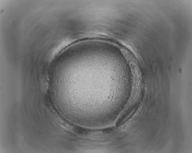 X0000088031363200705182015