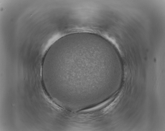 X0000088031365200705182015