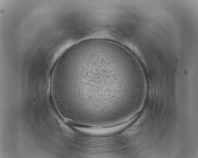 X0000088031366200705182015