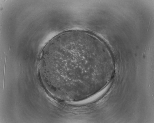 X0000088031367200705182015