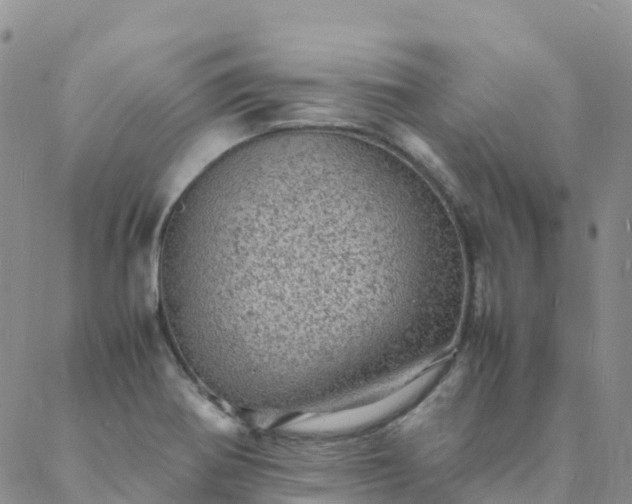 X0000088031370200705182015