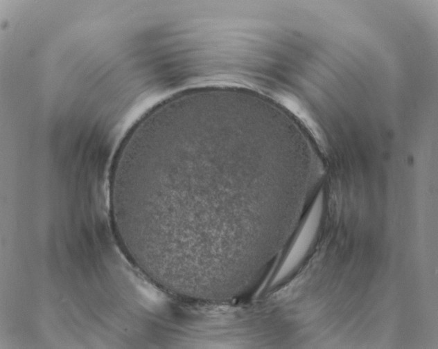 X0000088031372200705182015