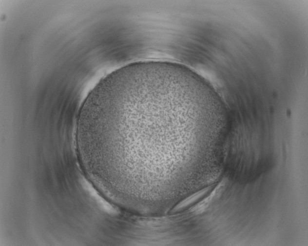 X0000088031374200705182015