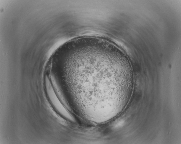 X0000088031375200705182015