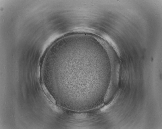 X0000088031376200705182015