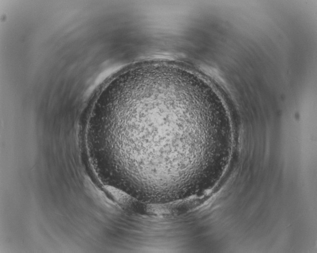 X0000088031404200705182014