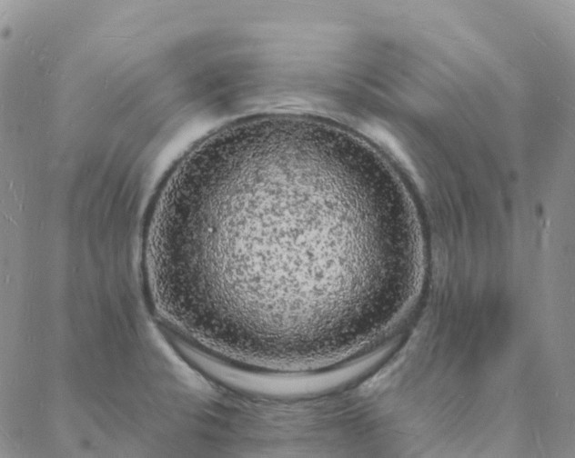 X0000088031424200705182014