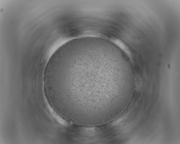 X0000088031431200705182014