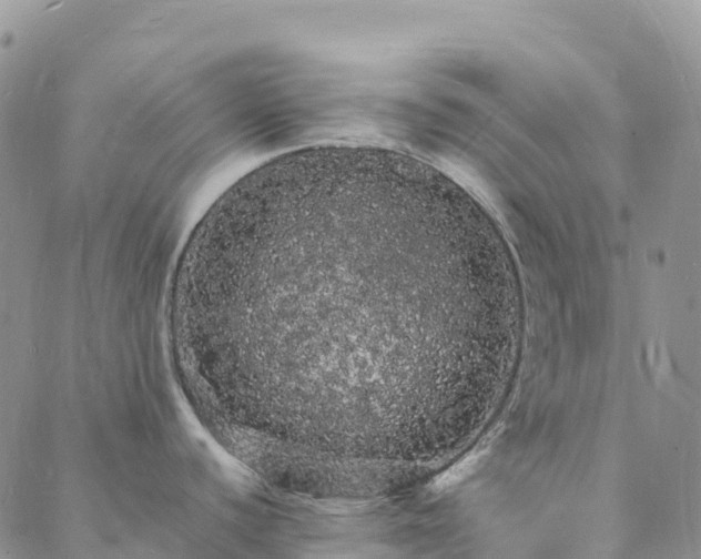 X0000088031440200705182014