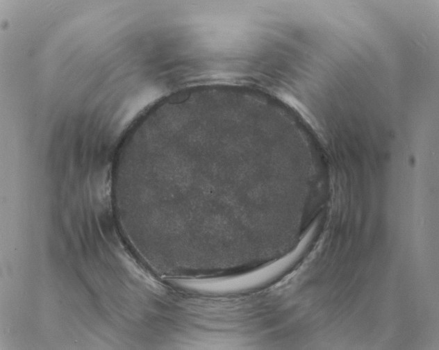 X0000088031450200705182013