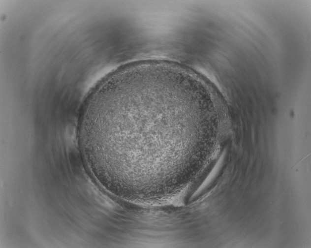 X0000088031452200705182013