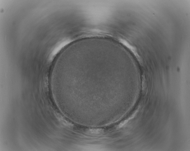 X0000088031453200705182013