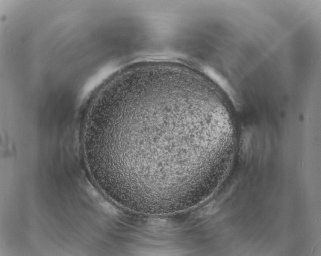 X0000088031456200705182013