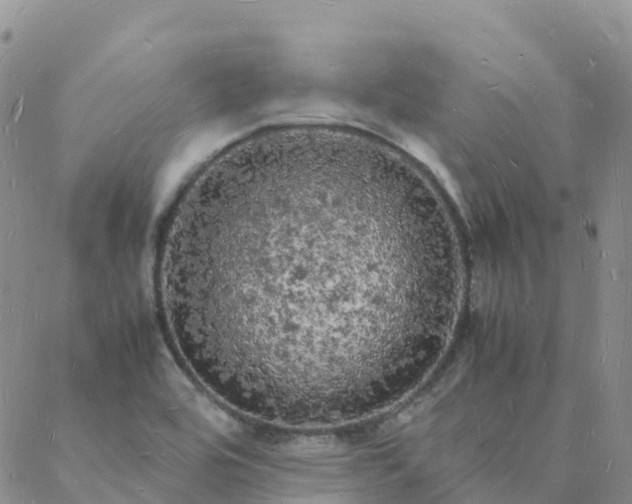 X0000088031464200705182013