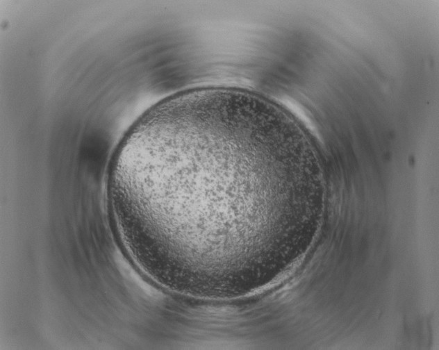 X0000088031468200705182013